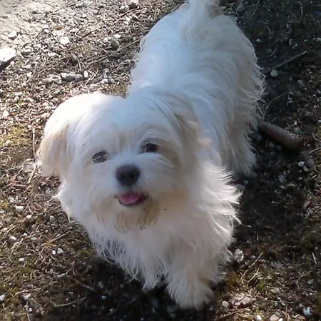 Der Bichlhof - Zell Am Daire *