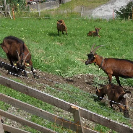 公寓 Der Bichlhof - Zell Am *